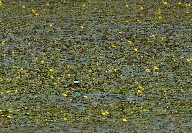 Erismature rousse  - Grzegorz Grygoruk