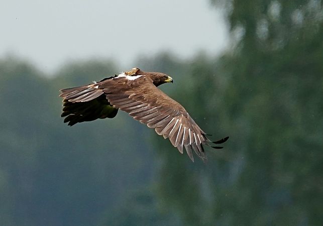 Schelladler  - Grzegorz Grygoruk