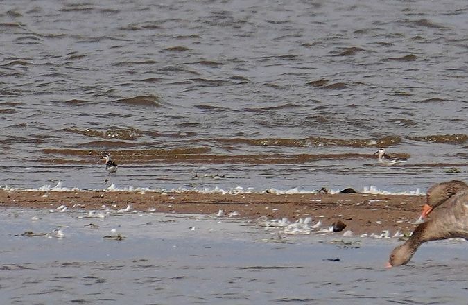 Red-necked Phalarope  - Grzegorz Grygoruk