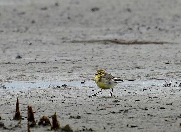 Citrine Wagtail  - Grzegorz Grygoruk