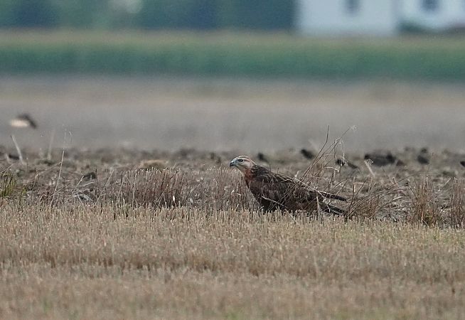 Adlerbussard  - Grzegorz Grygoruk