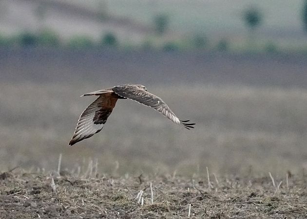 kurhannik  - Grzegorz Grygoruk