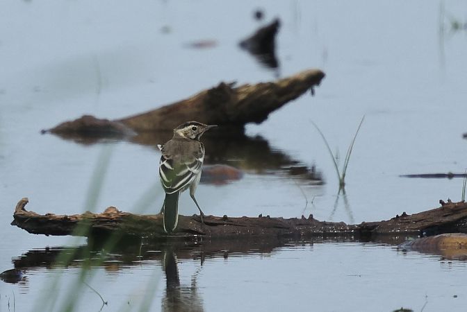pliszka cytrynowa  - Łukasz Krajewski