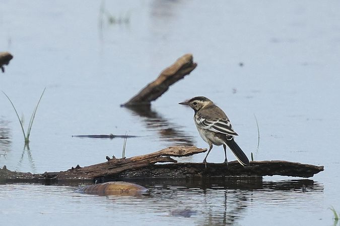 pliszka cytrynowa  - Łukasz Krajewski