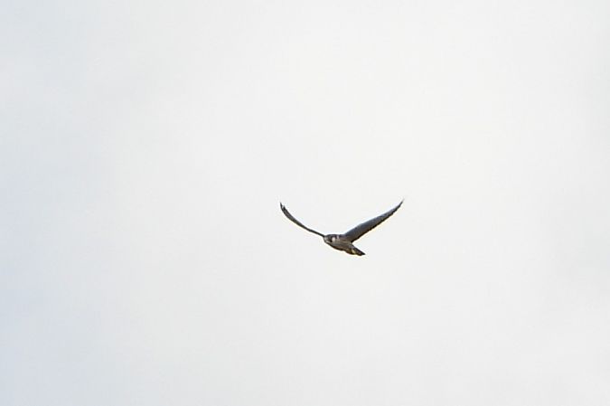 Faucon pèlerin  - Justyna Krawczyk