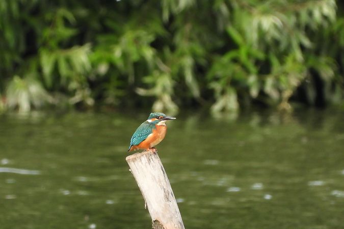 zimorodek  - Justyna Krawczyk