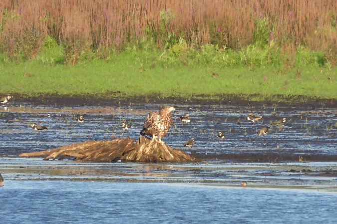 bielik  - Justyna Krawczyk