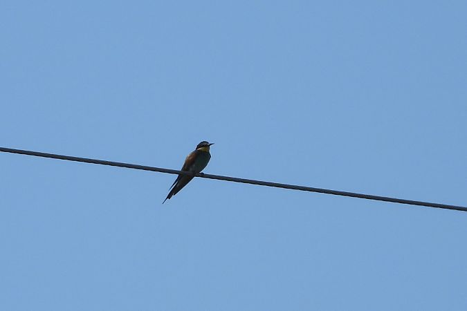 żołna  - Justyna Krawczyk