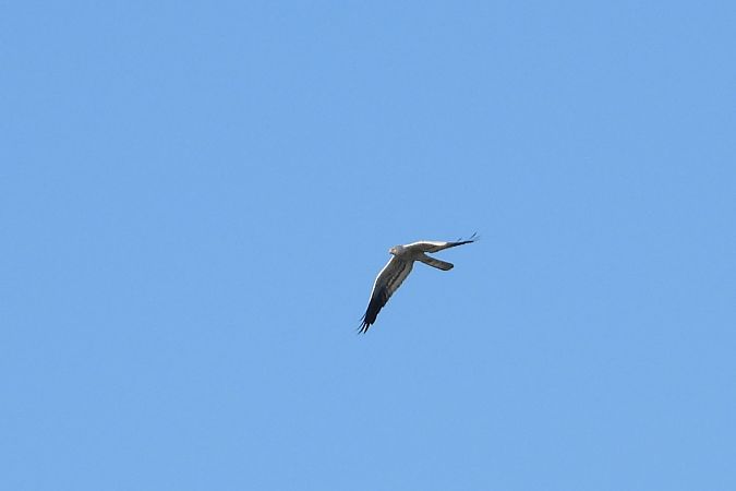 Montagu's Harrier  - Justyna Krawczyk