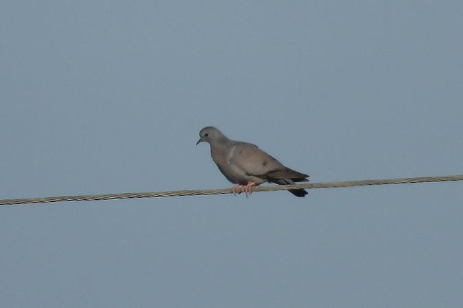 Pigeon colombin  - Justyna Krawczyk