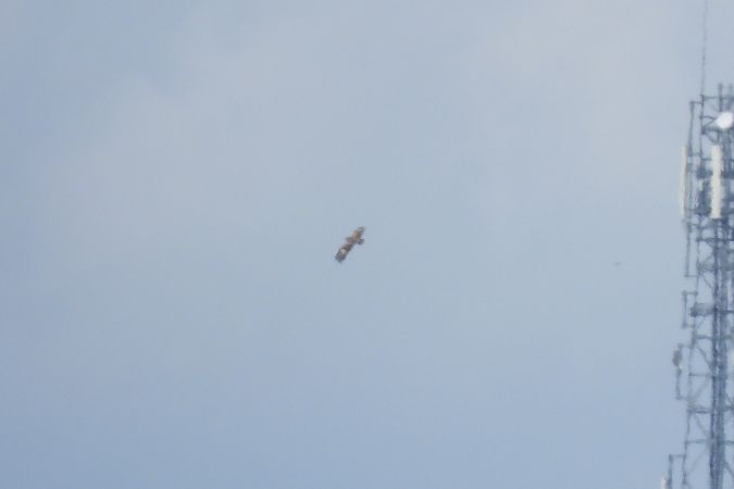 Aigle pomarin  - Justyna Krawczyk