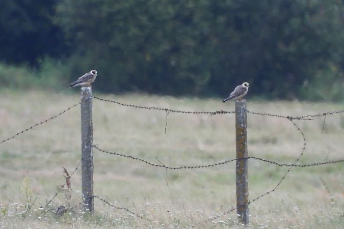 Faucon kobez  - Justyna Krawczyk