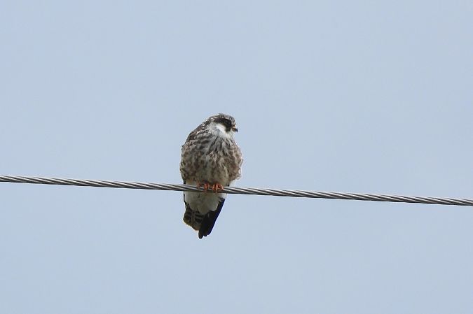 Faucon kobez  - Justyna Krawczyk