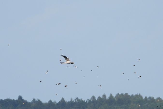 Wiesenweihe  - Justyna Krawczyk