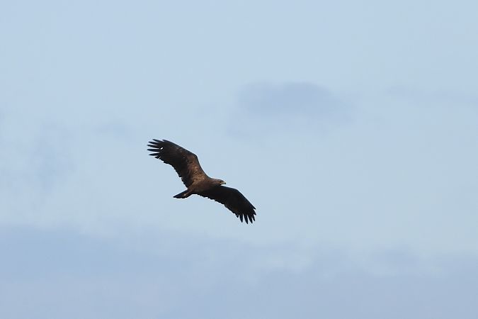 Aigle pomarin  - Justyna Krawczyk