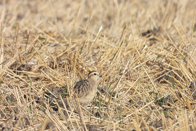 mornel  - Justyna Krawczyk