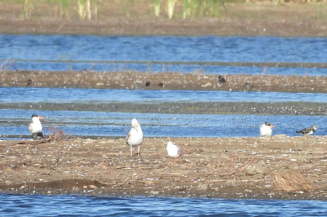 Raubseeschwalbe  - Justyna Krawczyk