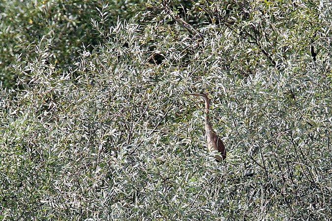 czapla purpurowa  - Gustaw Schneider