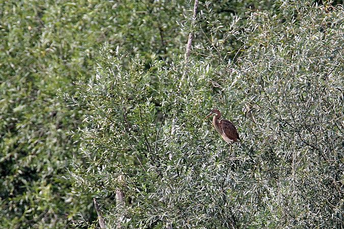 czapla purpurowa  - Gustaw Schneider
