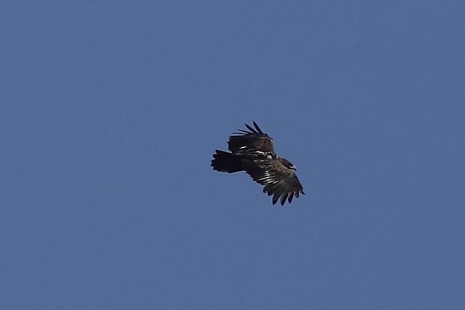 Aigle criard  - Bernard Stachurski