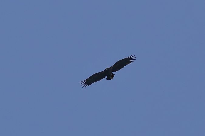 Aigle criard  - Bernard Stachurski