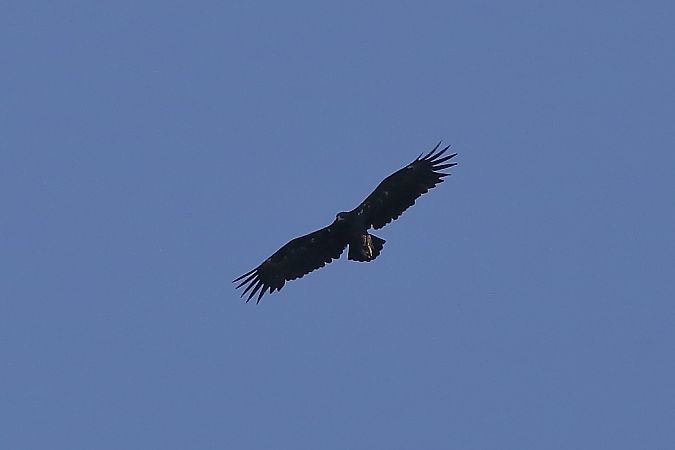Aigle criard  - Bernard Stachurski
