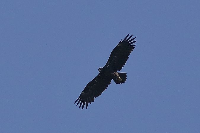 Aigle criard  - Bernard Stachurski