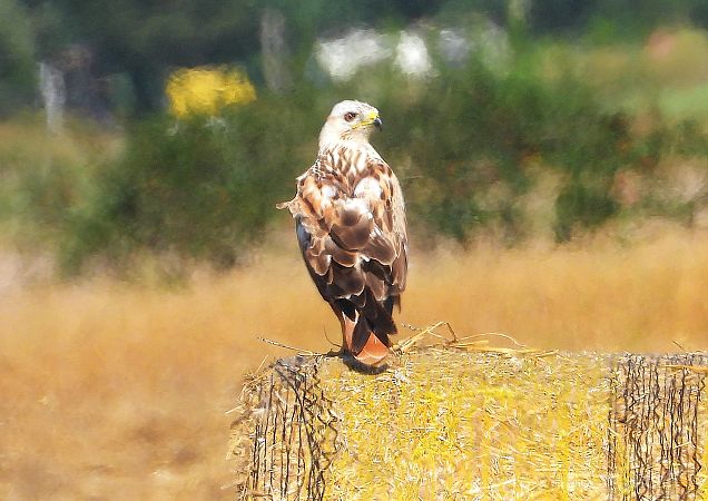 Adlerbussard  - Demianiuk Marzanna