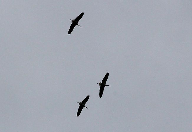 Cigogne blanche  - Rafał Walczybok