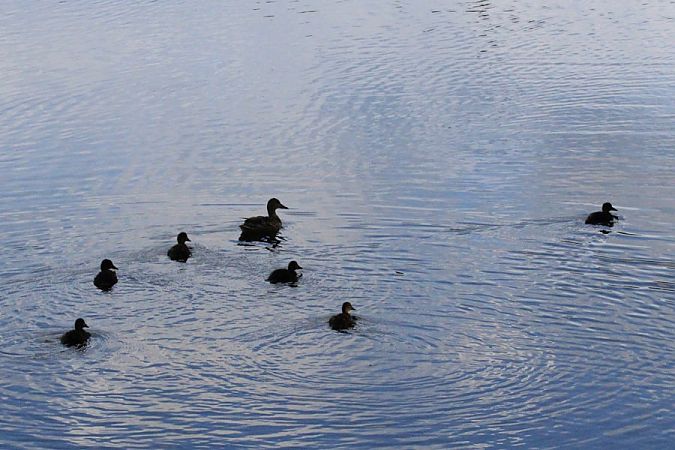 Stockente  - Rafał Walczybok