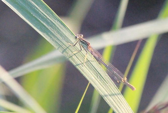 pióronóg zwykły  - Rafał Walczybok