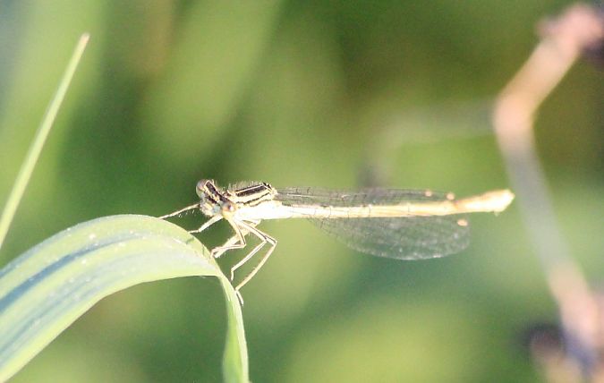 Pennipatte bleuâtre  - Rafał Walczybok