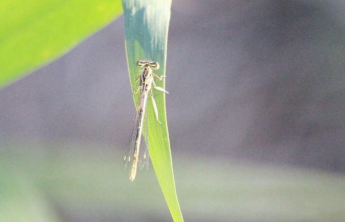 Blaue Federlibelle  - Rafał Walczybok