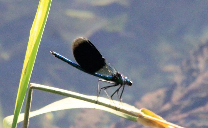 świtezianka błyszcząca  - Rafał Walczybok