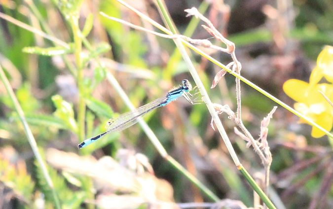 tężnica wytworna  - Rafał Walczybok