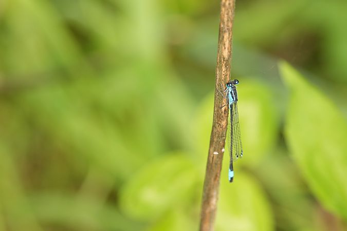 tężnica wytworna  - Rafał Walczybok
