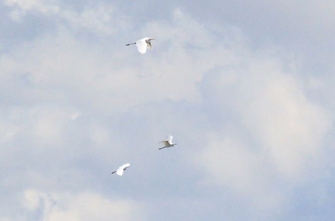 czapla nadobna  - Rafał Walczybok