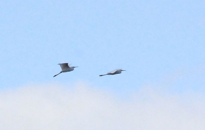 Aigrette garzette  - Rafał Walczybok
