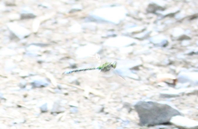 żagnica sina  - Rafał Walczybok