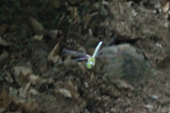 Aeschne bleue  - Rafał Walczybok