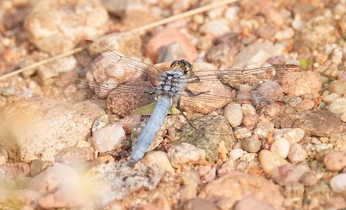 lecicha południowa  - Rafał Walczybok