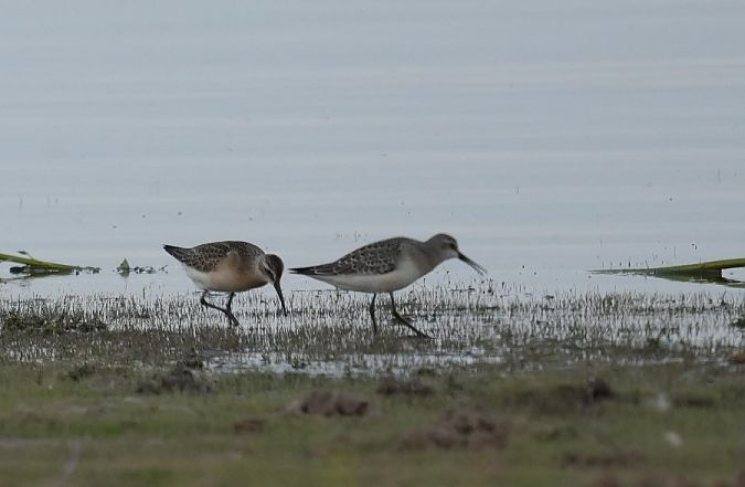 Bécasseau cocorli  - Rafał Walczybok