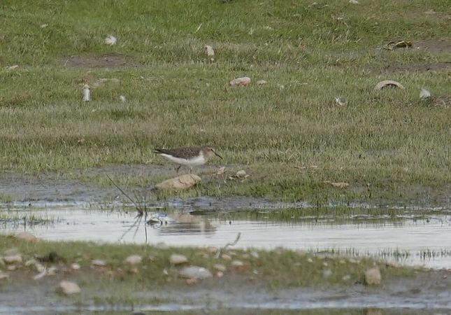 Temminckstrandläufer  - Rafał Walczybok