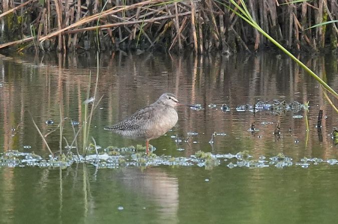 Spotted Redshank  - Rafał Walczybok