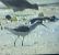 Marsh Sandpiper 