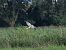 Pallid Harrier  - Waldemar Michalak