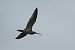 Grosser Brachvogel  - Sebastian Watras