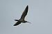 Grosser Brachvogel  - Sebastian Watras