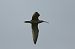Grosser Brachvogel  - Sebastian Watras