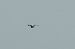Purple Heron  - Sebastian Watras